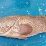  Discovering the Rich Taste and Deep Story Behind Hamour Fish