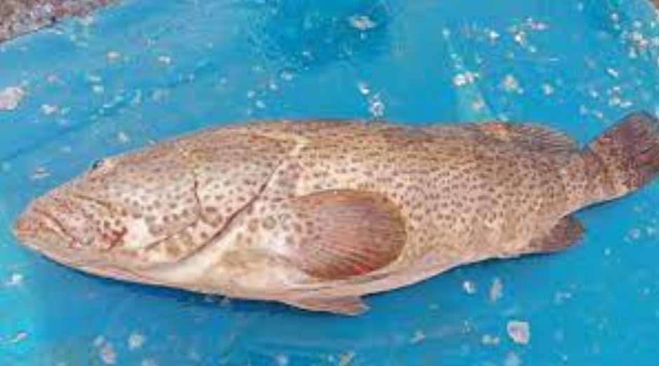  Discovering the Rich Taste and Deep Story Behind Hamour Fish